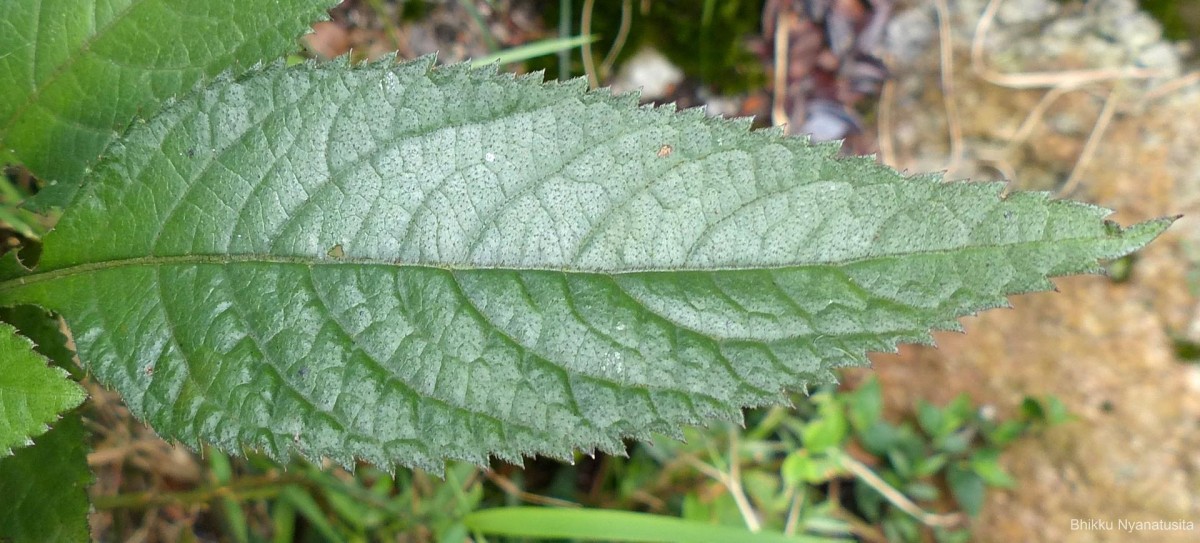 Acilepis gardneri (Thwaites) H.Rob. & Skvarla
